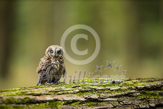 Eurasian scops owl (Otus scops) - Small scops owl on a branch in autumnal forest Eurasian scops owl (Otus scops) - Small scops owl on a branch in autumnal forest