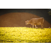 Cow in pasture. Mountain meadow. Green meadow in mountains and cow summer landscape.