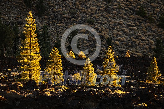 Peaks of Teide and Pico Viejo volcanoes at sunset seen from the Samara crater. Teide National Park, Tenerife, Canary Islands, Spain