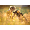 Pretty, young woman with her large black dog on a lovely sunlit meadow in warm evening light, playing together