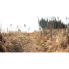 Forest landscape, spring forest trees and narrow path lit by soft sunrise light. Forest spring nature, spring forest landscape, spring forest background - panoramic image