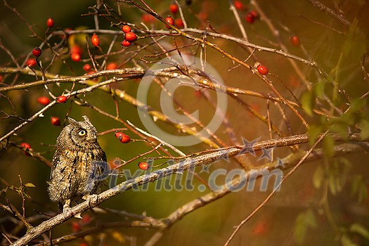 Eurasian scops owl (Otus scops) - Small scops owl on a branch in autumnal forest Eurasian scops owl (Otus scops) - Small scops owl on a branch in autumnal forest
