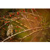 Eurasian scops owl (Otus scops) - Small scops owl on a branch in autumnal forest