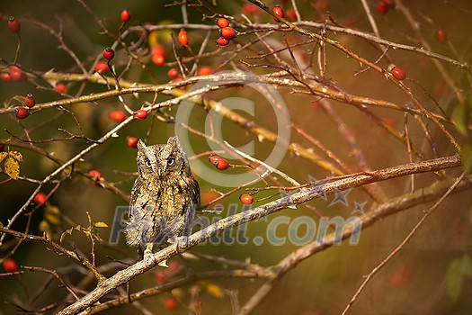 Eurasian scops owl (Otus scops) - Small scops owl on a branch in autumnal forest Eurasian scops owl (Otus scops) - Small scops owl on a branch in autumnal forest