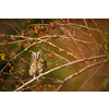 Eurasian scops owl (Otus scops) - Small scops owl on a branch in autumnal forest