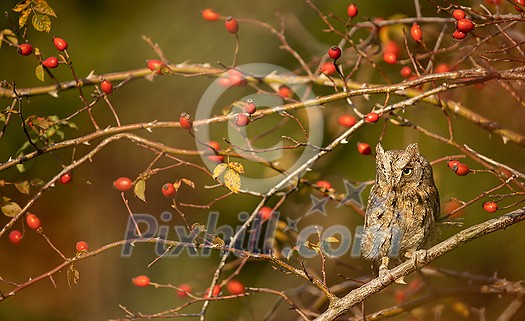 Eurasian scops owl (Otus scops) - Small scops owl on a branch in autumnal forest Eurasian scops owl (Otus scops) - Small scops owl on a branch in autumnal forest