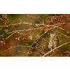 Eurasian scops owl (Otus scops) - Small scops owl on a branch in autumnal forest