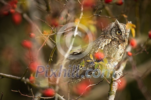 Eurasian scops owl (Otus scops) - Small scops owl on a branch in autumnal forest Eurasian scops owl (Otus scops) - Small scops owl on a branch in autumnal forest