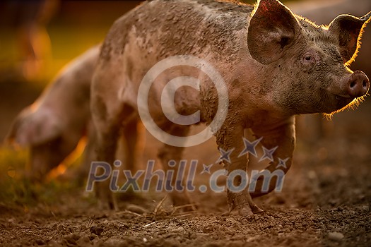 Pigs eating on a meadow in an organic meat farm - telephoto lens shot with good compression, tack sharp