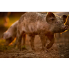 Pigs eating on a meadow in an organic meat farm - telephoto lens shot with good compression, tack sharp