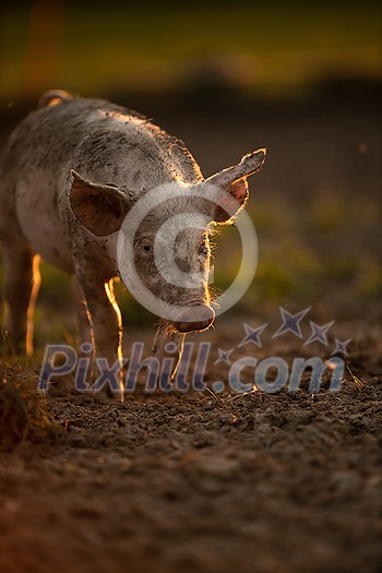 Pigs eating on a meadow in an organic meat farm Pigs eating on a meadow in an organic meat farm