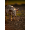 Pigs eating on a meadow in an organic meat farm