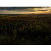 Sunset in a mountain forest landscape - warm sunlight hitting the tree tops at the close of the day