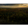 Sunset in a mountain forest landscape - warm sunlight hitting the tree tops at the close of the day