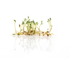 Green lentil sprouts isolated on white, macro food photo. Sprouting French green lentils, also called Puy lentils. Green seedlings and young plants of Lens esculenta puyensis, a healthy microgreen.