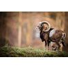 Big Mufflon Bucks, standing in their habitatm european forest