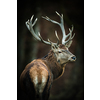 Red deer (Cervus elaphus) stag in its natural habitat