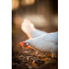 Hens in a farmyard (Gallus gallus domesticus)