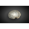 Science image with human brain on gray background