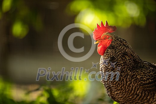 Rooster in the chicken coop. Domestic bird. Beautiful rooster. Agriculture. Chickens and roosters. Farm animals