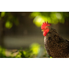 Rooster in the chicken coop. Domestic bird. Beautiful rooster. Agriculture. Chickens and roosters. Farm animals