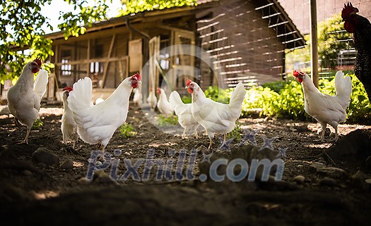 Free range chicken coop, aviary. Domestic bird. Beautiful rooster. Agriculture. Chickens and roosters. Farm animals