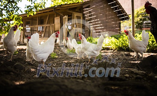Free range chicken coop, aviary. Domestic bird. Beautiful rooster. Agriculture. Chickens and roosters. Farm animals Free range chicken coop, aviary. Domestic bird. Beautiful rooster. Agriculture. Chickens and roosters. Farm animals