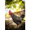 Rooster in the chicken coop. Domestic bird. Beautiful rooster. Agriculture. Chickens and roosters. Farm animals