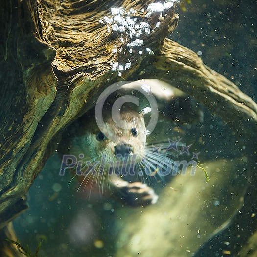 Cute otters - Eurasian otter (Lutra lutra) Cute otters - Eurasian otter (Lutra lutra)