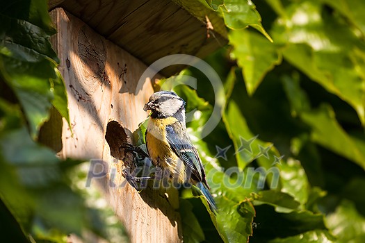Blue tit (Cyanistes caeruleus) by a nesting box Blue tit (Cyanistes caeruleus) by a nesting box