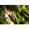 Blue tit (Cyanistes caeruleus) by a nesting box