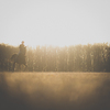 Female horse rider riding outdoors on her lovely horse - focus on the trees in the background, makes for a very atmospheric image