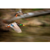 Mallard duck male in flight - beautiful blue waters and grasses of Wetlands in background