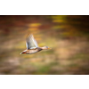 The mallard duck, Anas platyrhynchos, in flight