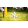 Cute little dog doing agility drill - running slalom, being obediend and making his master proud and happy