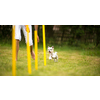 Cute little dog doing agility drill - running slalom, being obediend and making his master proud and happy