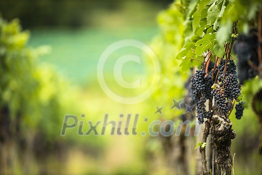 Ripe grapes on vine growing in vineyard at sunset time, selective focus, copy space. Vineyards grape at sunset in autumn harvest. Ripe red wine grapes.