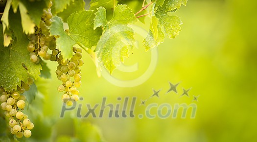 Ripe grapes on vine growing in vineyard at sunset time, selective focus, copy space. Vineyards grape at sunset in autumn harvest. Ripe white wine grapes.