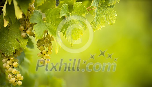 Ripe grapes on vine growing in vineyard at sunset time, selective focus, copy space. Vineyards grape at sunset in autumn harvest. Ripe white wine grapes.