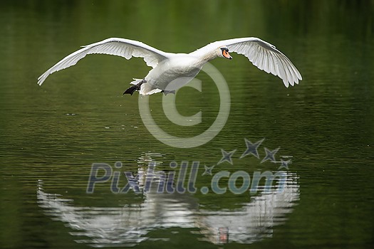 The Mute swan, Cygnus olor is a species of swan and a member of the waterfowl family Anatidae