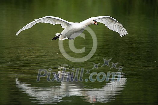 The Mute swan, Cygnus olor is a species of swan and a member of the waterfowl family Anatidae The Mute swan, Cygnus olor is a species of swan and a member of the waterfowl family Anatidae