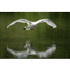 The Mute swan, Cygnus olor is a species of swan and a member of the waterfowl family Anatidae