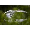 The Mute swan, Cygnus olor is a species of swan and a member of the waterfowl family Anatidae