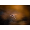 Mallard duck Anas platyrhynchos flying fast in the air