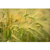 Single green barley plant against dark background. Barley grain is used for flour, barley bread, barley beer, some whiskeys, some vodkas, and animal fodder. Selective focus, space for text