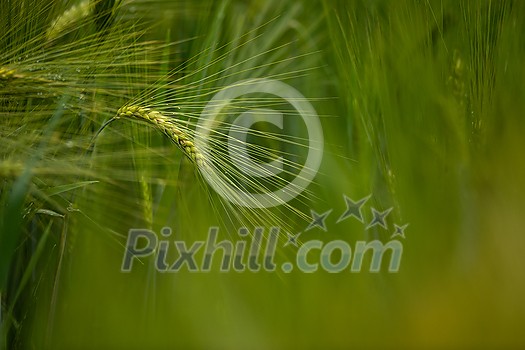 Single green barley plant against dark background. Barley grain is used for flour, barley bread, barley beer, some whiskeys, some vodkas, and animal fodder. Selective focus, space for text Single green barley plant against dark background. Barley grain is used for flour, barley bread, barley beer, some whiskeys, some vodkas, and animal fodder. Selective focus, space for text