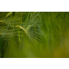 Single green barley plant against dark background. Barley grain is used for flour, barley bread, barley beer, some whiskeys, some vodkas, and animal fodder. Selective focus, space for text