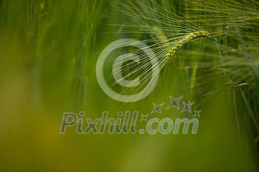 Single green barley plant against dark background. Barley grain is used for flour, barley bread, barley beer, some whiskeys, some vodkas, and animal fodder. Selective focus, space for text