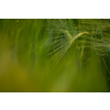 Single green barley plant against dark background. Barley grain is used for flour, barley bread, barley beer, some whiskeys, some vodkas, and animal fodder. Selective focus, space for text