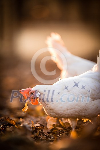 Hens in a farmyard (Gallus gallus domesticus) Hens in a farmyard (Gallus gallus domesticus)